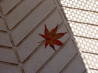 強風で飛んできた紅葉の葉