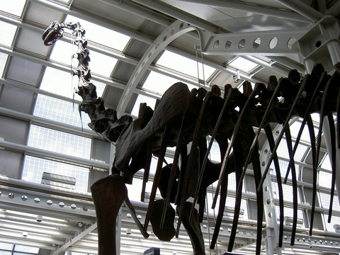 シカゴの空港の恐竜